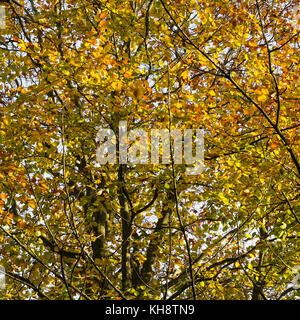 Gemeinsame Buche Baum im Herbst Farben in Shipton unter Wychwood Oxfordshire England Vereinigtes Königreich Großbritannien Stockfoto