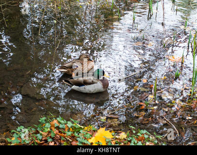 Ein paar Stockenten auf Wasser in Shipton unter Wychwood Oxfordshire England Vereinigtes Königreich Großbritannien Stockfoto