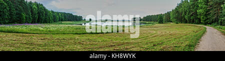 Panorama. Sommer, Sonnenuntergang, staubige, unbefestigte Straße wird zwischen dem Pinienwald und das Feld, auf dem Gras wächst. Russland, Pskow, Natur, Landschaft Stockfoto