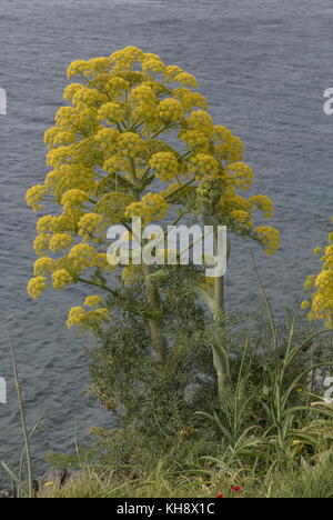 Riesige Fenchel, Ferula communis, in Blüte im Frühjahr in Monemvasia, Peloponnes, Griechenland. Stockfoto