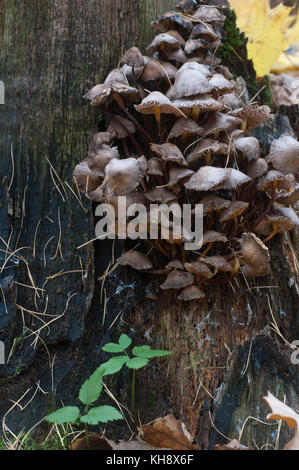 Mycena sp Pilze auf ein alter Baumstumpf, Nahaufnahme Stockfoto