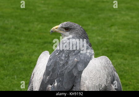 Weibliche chilenischen Blue Eagle (geranoaetus Melanoleucus) alias Grau oder Schwarz chested Bussard Adler. Stockfoto