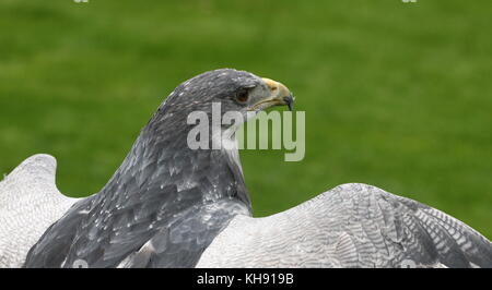 Weibliche chilenischen Blue Eagle (geranoaetus Melanoleucus) alias Grau oder Schwarz chested Bussard Adler. Stockfoto