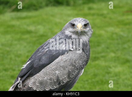 Weibliche chilenischen Blue Eagle (geranoaetus Melanoleucus) alias Grau oder Schwarz chested Bussard Adler. Stockfoto