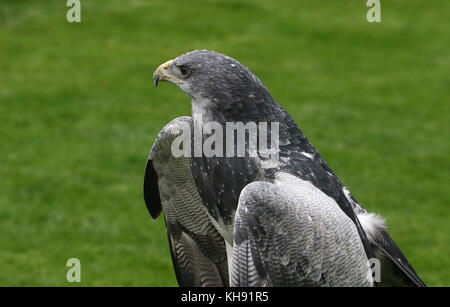 Weibliche chilenischen Blue Eagle (geranoaetus Melanoleucus) alias Grau oder Schwarz chested Bussard Adler. Stockfoto