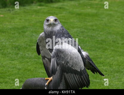 Weibliche chilenischen Blue Eagle (geranoaetus Melanoleucus) alias Grau oder Schwarz chested Bussard Adler. Stockfoto