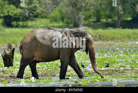 Das erwachsene Männchen von Sri Lanka Elefant (elephas Maximus Maximus) Fütterung. Auf dem Sumpf Stockfoto