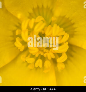 Ein Makro Aufnahme in der Mitte eines Sumpfdotterblume Blume. Stockfoto