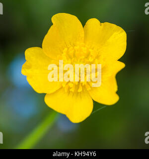 Eine Makroaufnahme eines gelben Sumpfdotterblumen blühen. Stockfoto