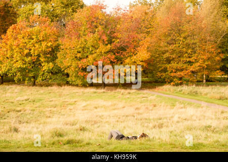 Herbst im HYDE PARK BILD JEREMY SELWYN 17/10/2017 Credit: Evening Standard Stockfoto