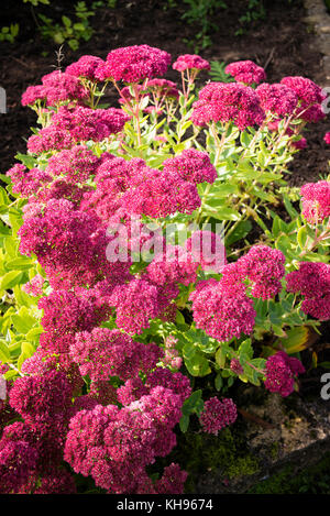 Sedum Herbstfreude Blüte im September 2004 in einem Englischen Garten Stockfoto