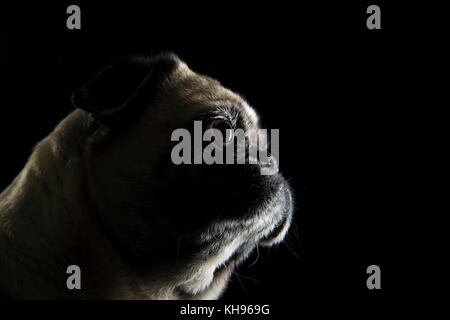 Hund Mops seitliche Portrait vor schwarzem Hintergrund Stockfoto