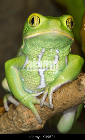 Wächserne monkey leaf Frog (phyllomedusa sauvagii) portrait Stockfoto