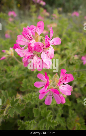 Pelargonium Rosa Steinbock mit duftenden Blätter im Oktober Stockfoto