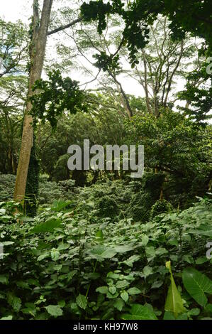 Jungle Island, nach einem Morgen Regen. Oahu, Hawaii, USA, EEUU. Stockfoto