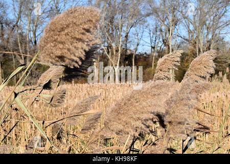 Herbst in Boston. Stockfoto