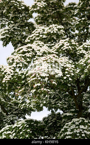 Cornus kousa var. chinensis Blüte im Sommer. chinesischer Hartriegel. Stockfoto