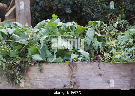 Urtica dioica. nesseln auf dem Kompost. Stockfoto