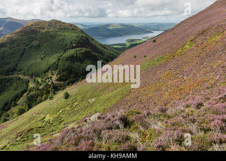 Lake District Heather, Skiddaw Bereich in der Nähe von Keswick Stockfoto