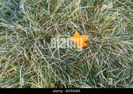 Frost auf ebene Baum Blätter und Gras. Stockfoto