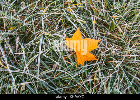 Frost auf ebene Baum Blätter und Gras. Stockfoto