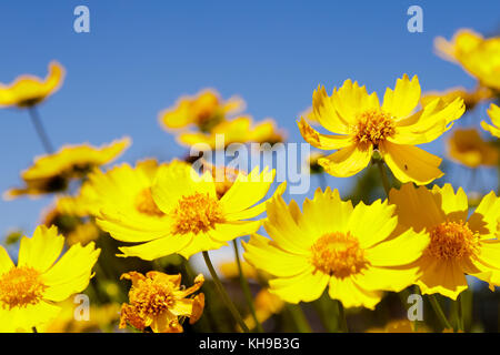 Karoo Namakwaland Daisy (gelb) Stockfoto