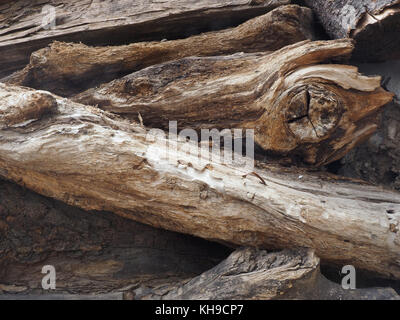 Brennholz, gefällte Baumstämme von trockenen Bäume mit Haken von brauner Farbe liegen, in einen Haufen aufgetürmt. Stockfoto