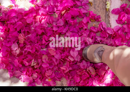 Der Fuß treten in einem Haufen vor kurzem gefallen, hell violett gefärbten Bougainvillea Blüten auf dem Boden. Stockfoto