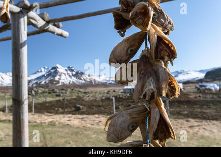 Getrocknete fische Köpfe hängen in einem Rack in Borgarfjordur Eystri, Osten Fjorde, Island Stockfoto