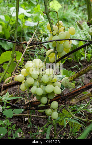 Bündeln der grüne Trauben mit Wassertropfen hängen Trauben Bush in einen Weinberg in der Nähe der Trauben grüne Trauben im Garten hängen nach dem Regen auf einem Stockfoto