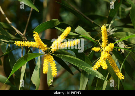 Akazie gelb Blumen und Sonnenschein im Herbst morgen Stockfoto