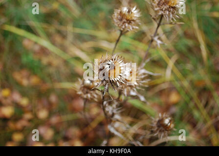 Carduus acanthoides, bekannt als die stachelige plumeless, RAHMENGENÄHTEN oder plumeless Distel, ist ein zweijähriges Pflanzenarten der Distel in der Asteraceae. Stockfoto