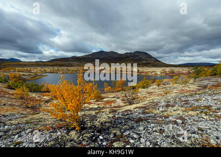 Landschaft im Rondane Naturschutzgebiet, Norwegen Stockfoto