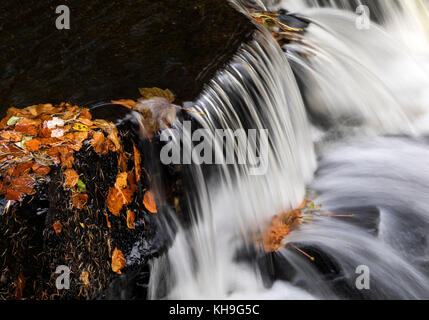 Blätter im Herbst und Waterrfall im Bogen Lee Beck, Bowlees, Obere Teesdale, County Durham, UK Stockfoto