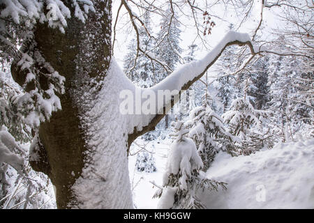 Zweig der Buche (Fagus sylvatica), beladen mit Schnee nach Schneefall im Mischwald im Winter Stockfoto