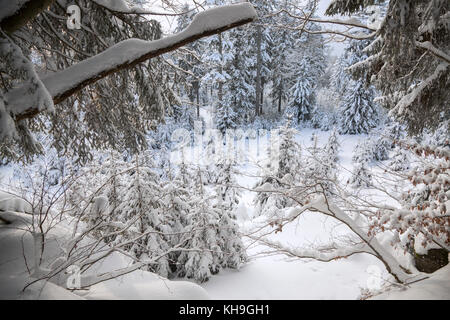 Niederlassungen der Buche (Fagus sylvatica), beladen mit Schnee nach Schneefall im Mischwald im Winter Stockfoto