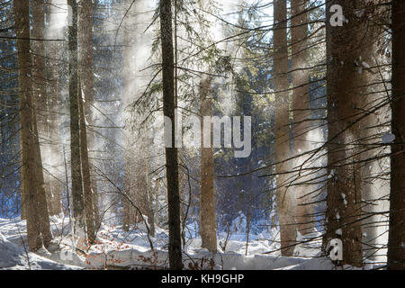 Schnee fällt von Zweige von Bäumen im Nadelwald Fichte vom Windstoß im Winter durchgebrannt Stockfoto