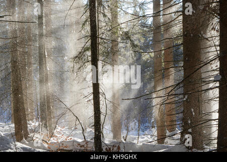 Schnee fällt von Zweige von Bäumen im Nadelwald Fichte vom Windstoß im Winter durchgebrannt Stockfoto