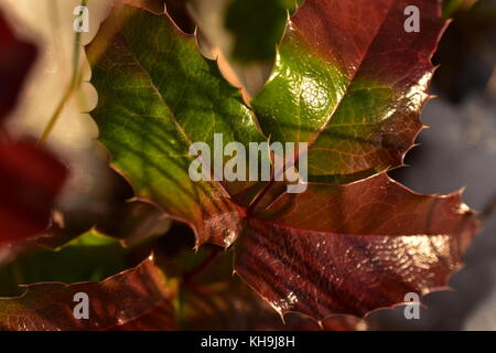 Holly wachsen im Wald im Herbst Stockfoto