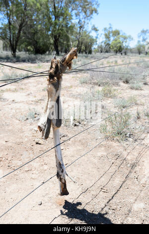 Kangaroo Bein in einen Zaun im Outback, New South Wales, NSW, Australien verwickelt Stockfoto