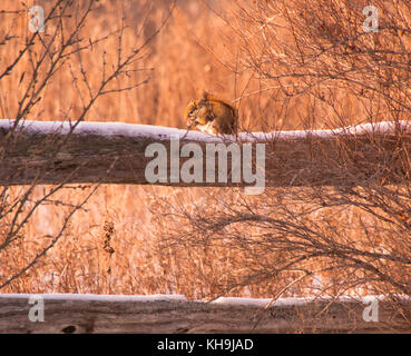 Eichhörnchen ist Essen eine Mutter auf Holz Zaun mit Schnee bedeckt mit Wald und Sumpf auf Hintergrund Stockfoto