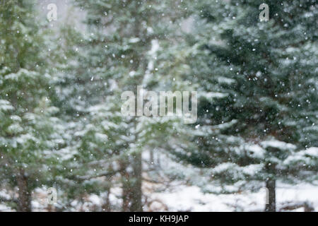 Schwere Schneeflocken fallen. Fichten mit Schnee bedeckt. Stockfoto
