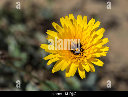 Blumen von falschen Leistungsbeschreibung - Distel, Reichardia tingitana. Es ist eine Biennale oder mehrjährigen Arten in der Familie der native auf den Mittelmeerraum. phot Stockfoto