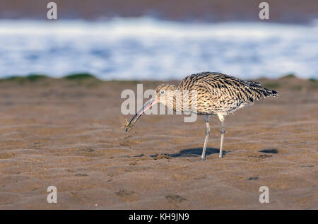 Eurasina Curlew Fütterung auf Wattenmeer und fangen eine kleine Krabbe in seiner Rechnung. Stockfoto