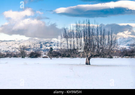 Die malerische Lassithi-hochebene mit Schnee bedeckt. Ein einsamer Baum dieses erstaunliche Szene komponiert. Stockfoto