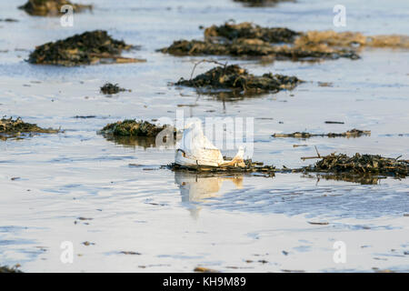 Verworfen Kunststoffprodukte gewaschen bis zum Strand in Southport, Merseyside. Stockfoto