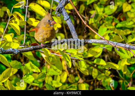 Roter Vogel Northern cardinal sitzt auf einem Zweig in den Büschen Stockfoto