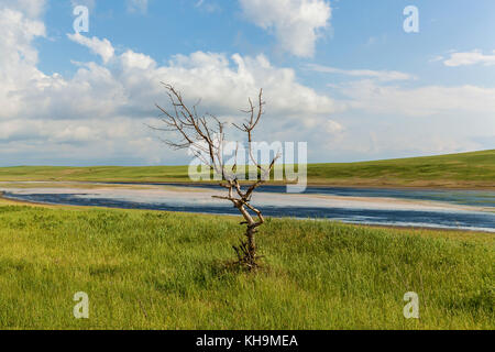 Lonely trockenen Baum in der Nähe der Straße in der Nähe eines ausgetrockneten Sees. Eine schöne Landschaft mit einer Straße, blauer Himmel, weiße Bettwäsche, trockenes Holz, und ein ausgetrockneter See. Stockfoto
