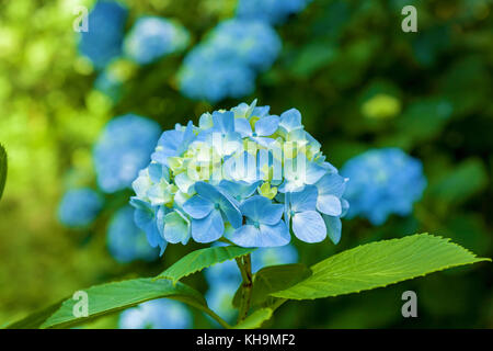 Blaue Hortensie Blumen, Hortensie blaue Hortensien Sommer Stockfoto