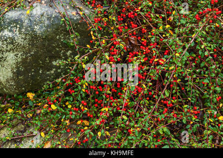 Rote Beeren auf einem Busch, Berberitze rote Beeren. Rote berberitze auf dem Zweig. Rote berberitze Beeren auf einem Busch. Stockfoto